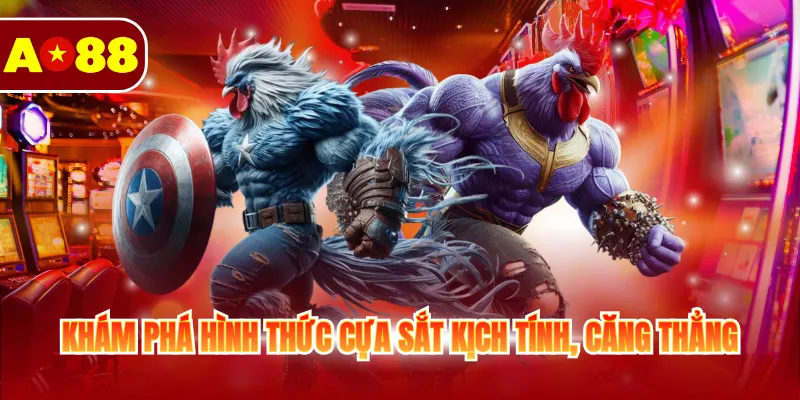 Khám phá hình thức cựa sắt kịch tính, căng thẳng
